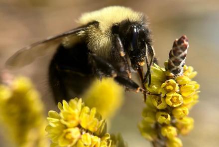 Why Bumble Bees Are the Fuzzy Heroes We Need: asset-mezzanine-16x9