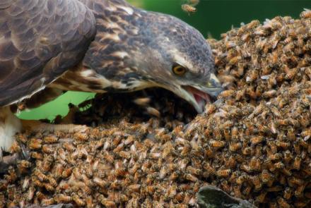 Honey Buzzards Feast on Deadly Hornets: asset-mezzanine-16x9