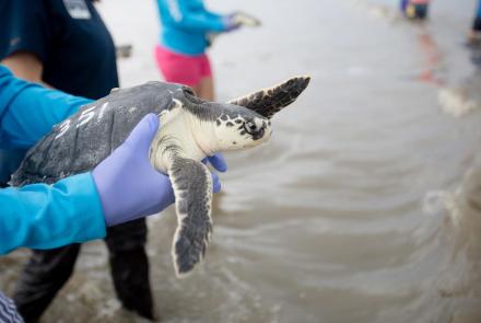 Endangered sea turtles released off the coast of Georgia: asset-mezzanine-16x9