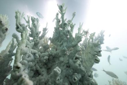 Record ocean heat triggers massive coral reef bleaching: asset-mezzanine-16x9