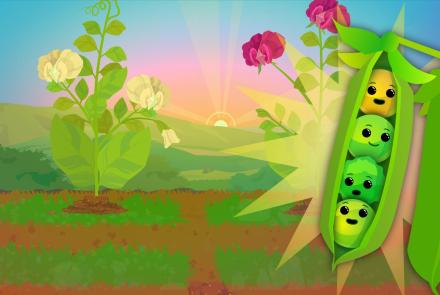 What Do Pea Plants Have To Do With Your Eye Color?: asset-mezzanine-16x9