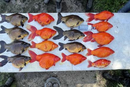 Invasive goldfish threaten Great Lakes ecosystem: asset-mezzanine-16x9