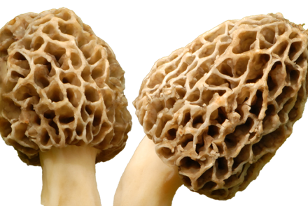 This (Edible) Mushroom Could Kill You: asset-mezzanine-16x9