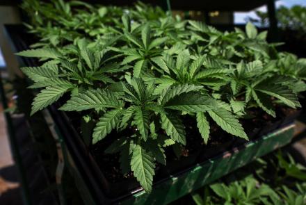 How marijuana's reclassification could change drug policy: asset-mezzanine-16x9