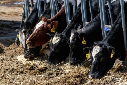 Can a tax on livestock emissions help curb climate change?: asset-mezzanine-16x9