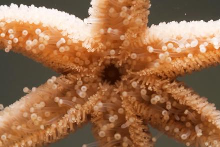 These Baby Starfish Are Carnivorous Little Snowflakes: asset-mezzanine-16x9