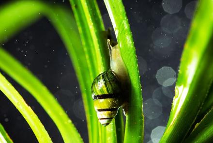 Hawai'i's Precious Resources: asset-mezzanine-16x9